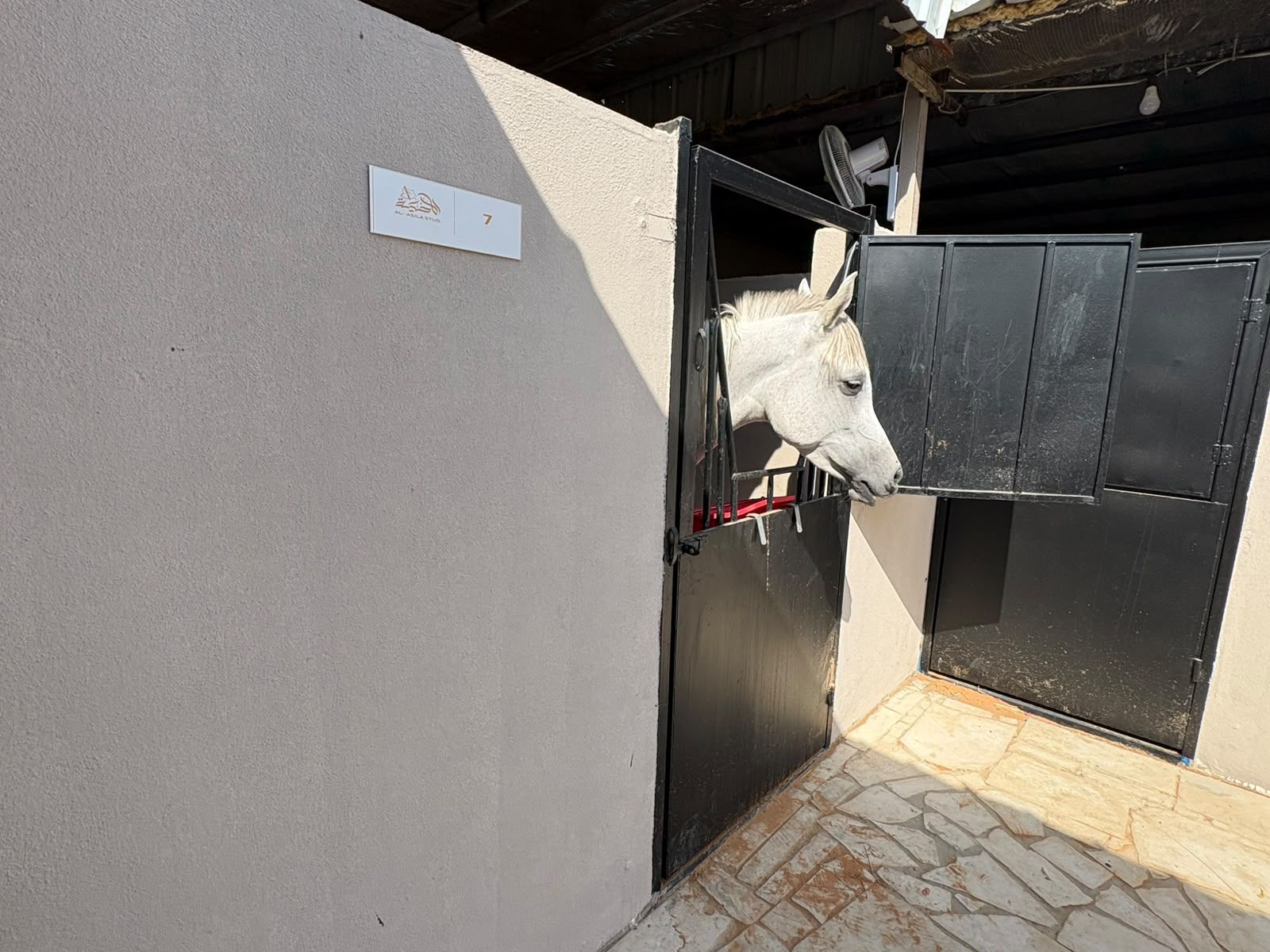 خيل يطل من باب غرفته
