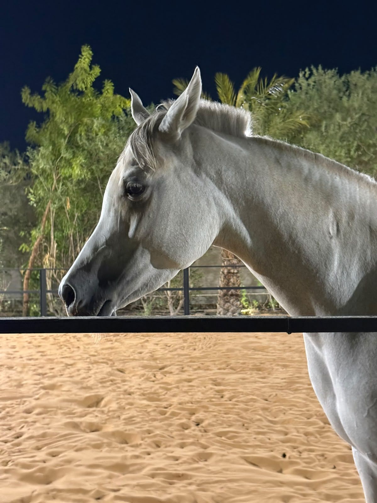 خيل عربي أبيض في البادوك