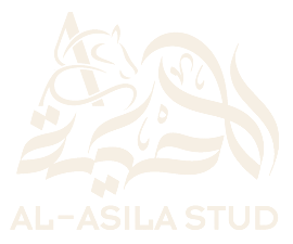 إسطبل الأصيلة